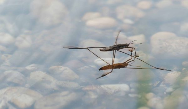 A closeup shot of Gerris lacustris or common pond skater