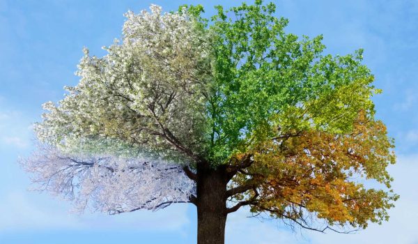 four-seasons-tree