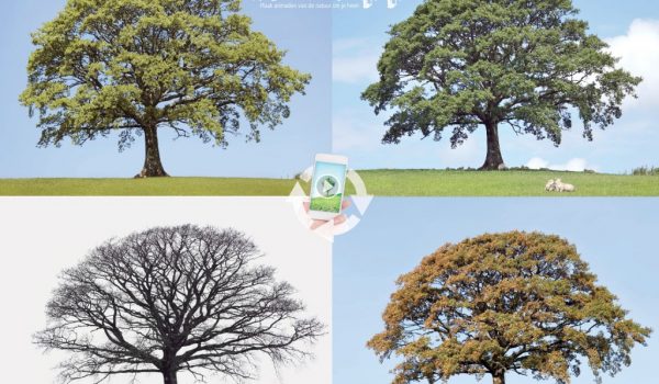bomen in de vier seizoenen